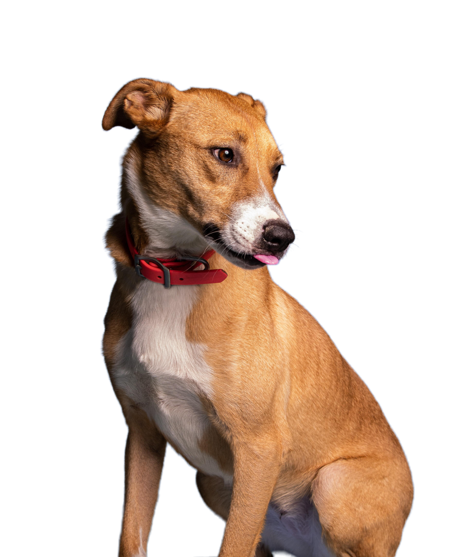 image of dog